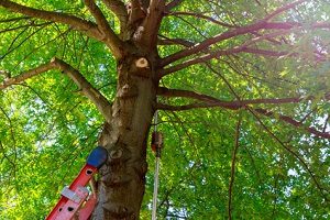 tree service spotsylvania va